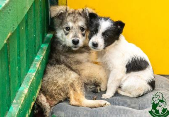 O șansă pentru animalele fără stăpân: Adăpostul Speranța