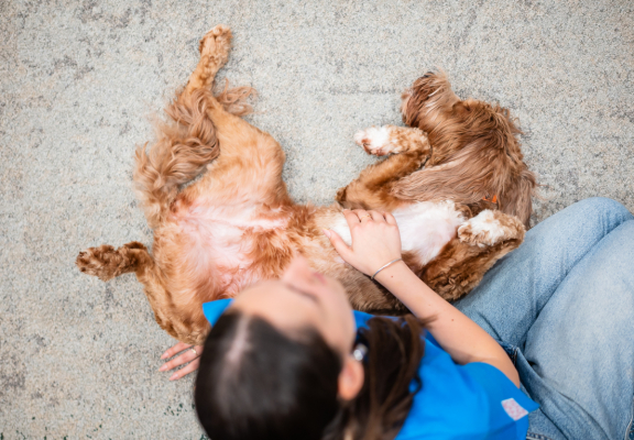 15 Anniversary Event #3: Talk with Dog Assist