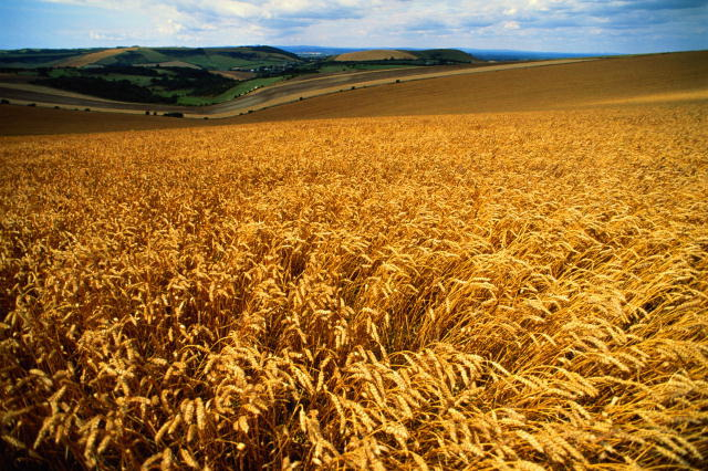  Bunge Romania