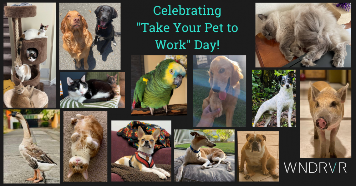 Celebrating Take your Pet to Work Day! Wind River Systems Romania SRL